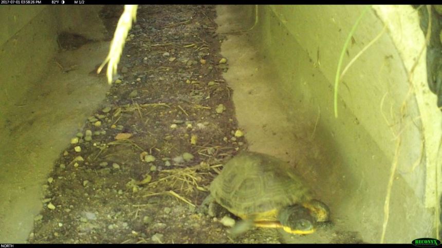 Blanding's turtle