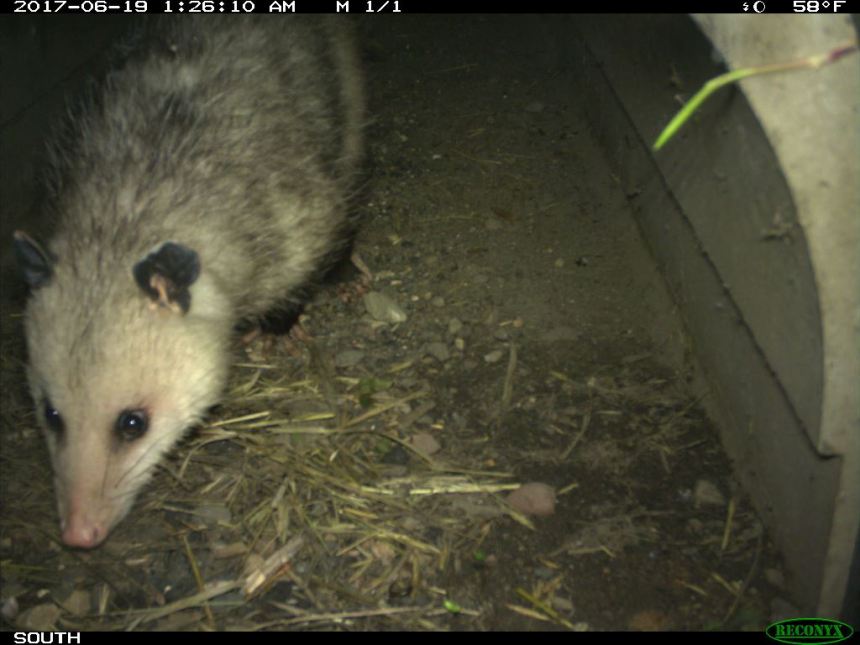 opossum