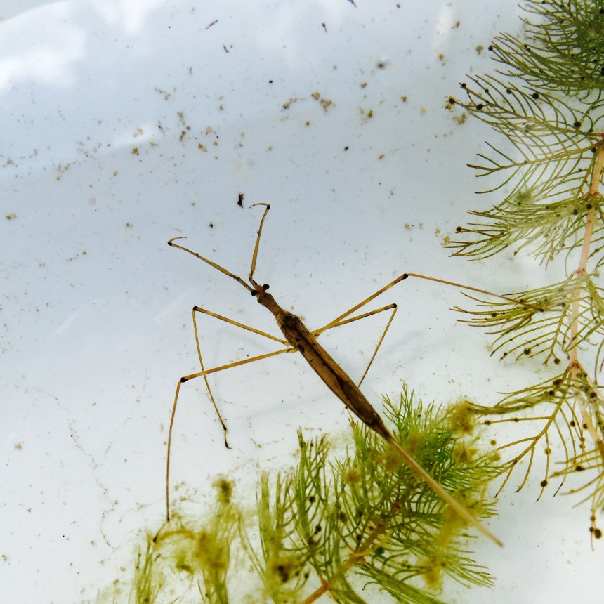 water scorpion