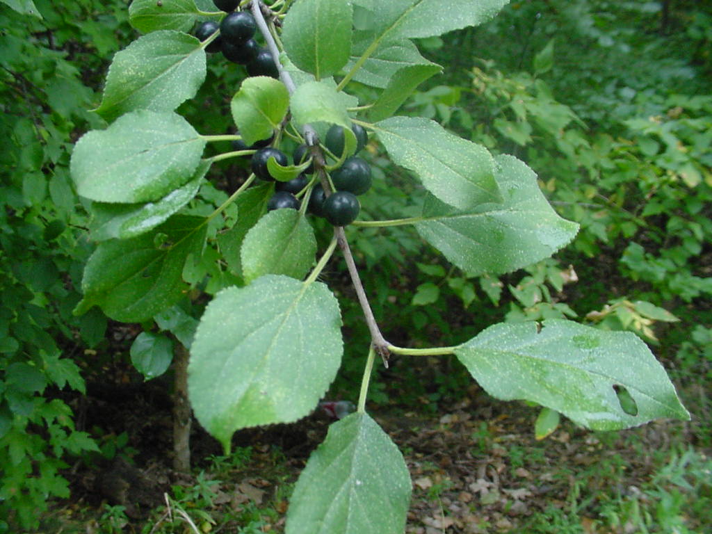 Living the buckthorn and bittersweet life – East Metro Water