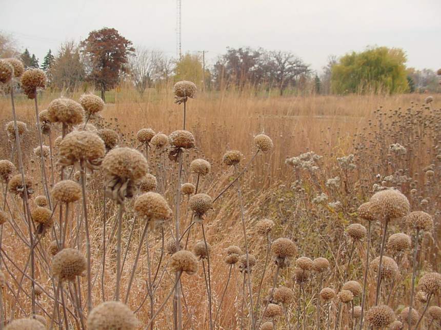 falconhts_034f, monarda