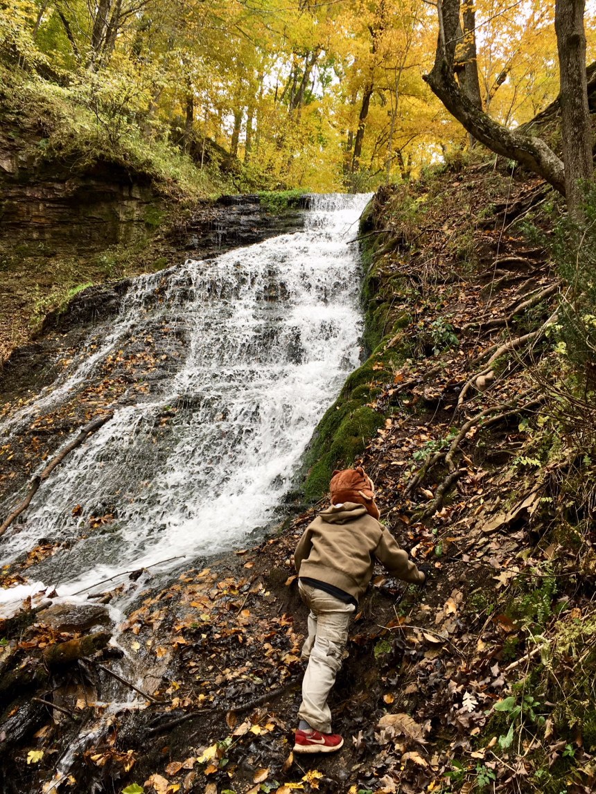 Standing Cedars in fall