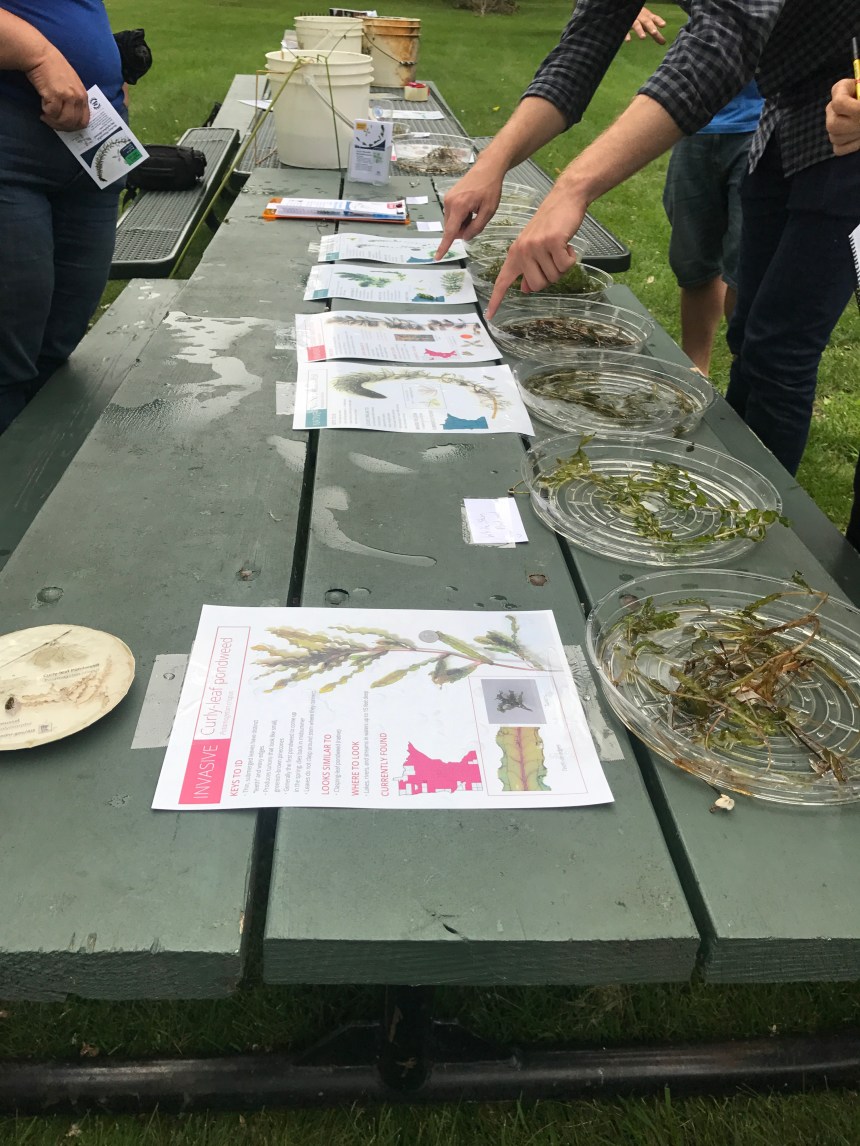 Local residents learn how to ID common aquatic plants at a hands-on workshop