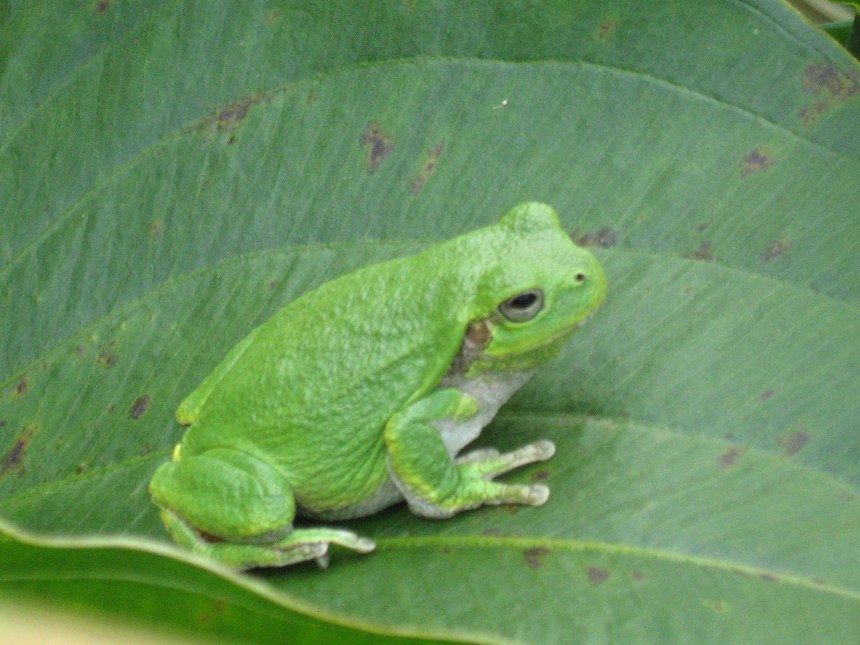 gray treefrog