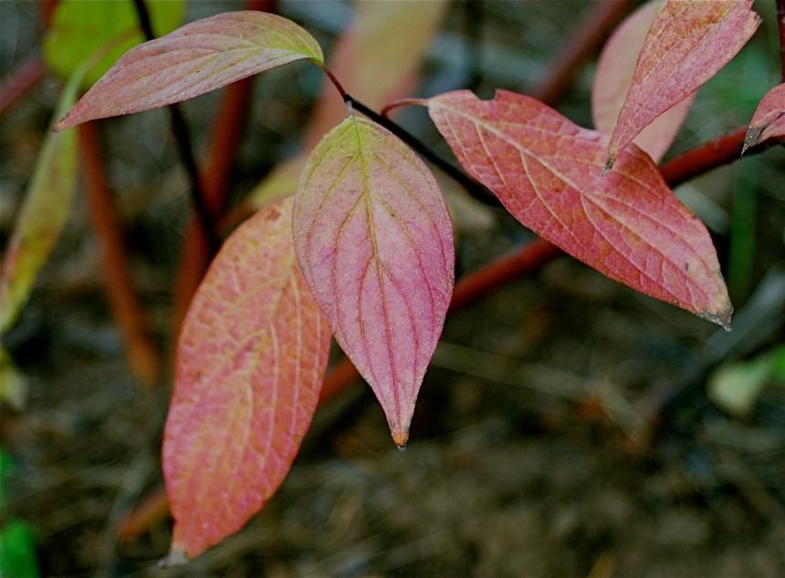 red osier dogwood