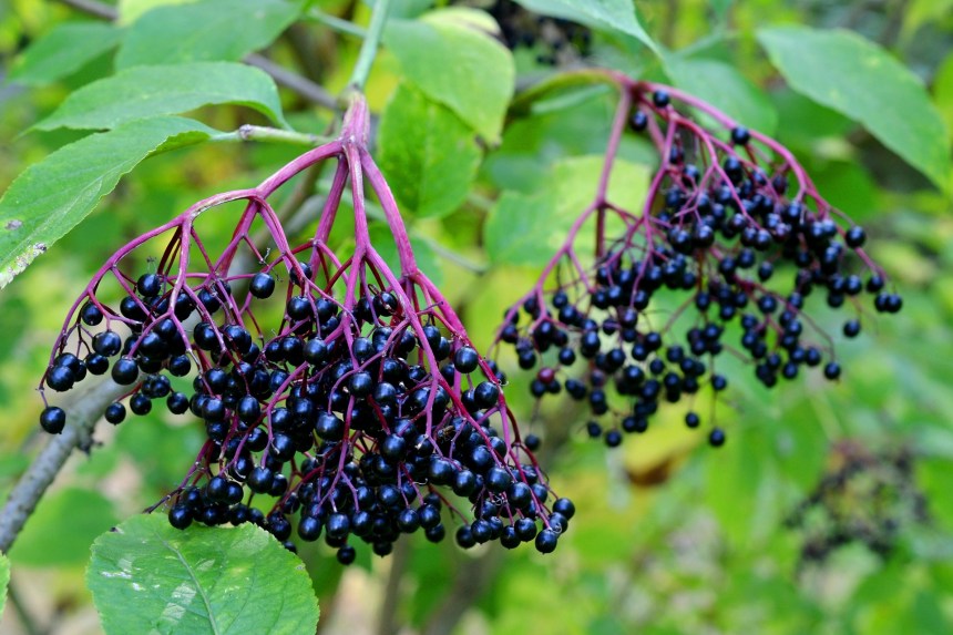 elderberry