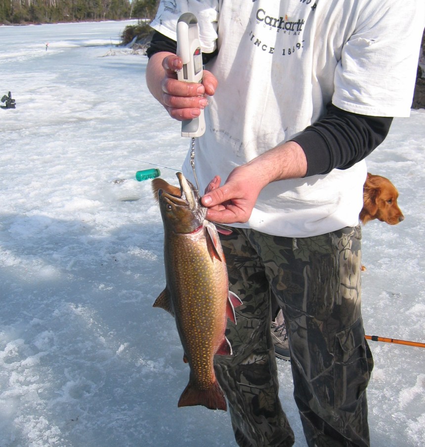 Limit salt use durin the winter to protect fish in our local lakes