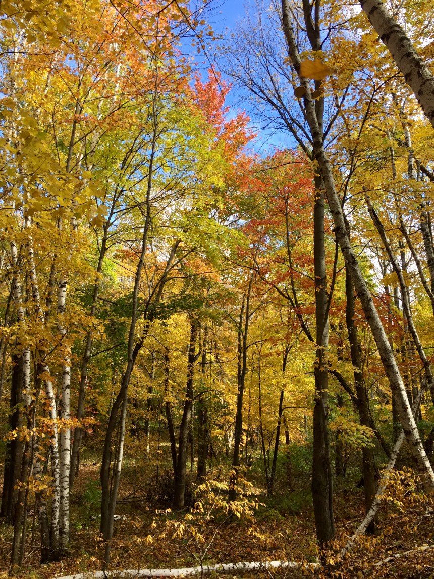 Woods protected by a conservtion easement in northern Washington County