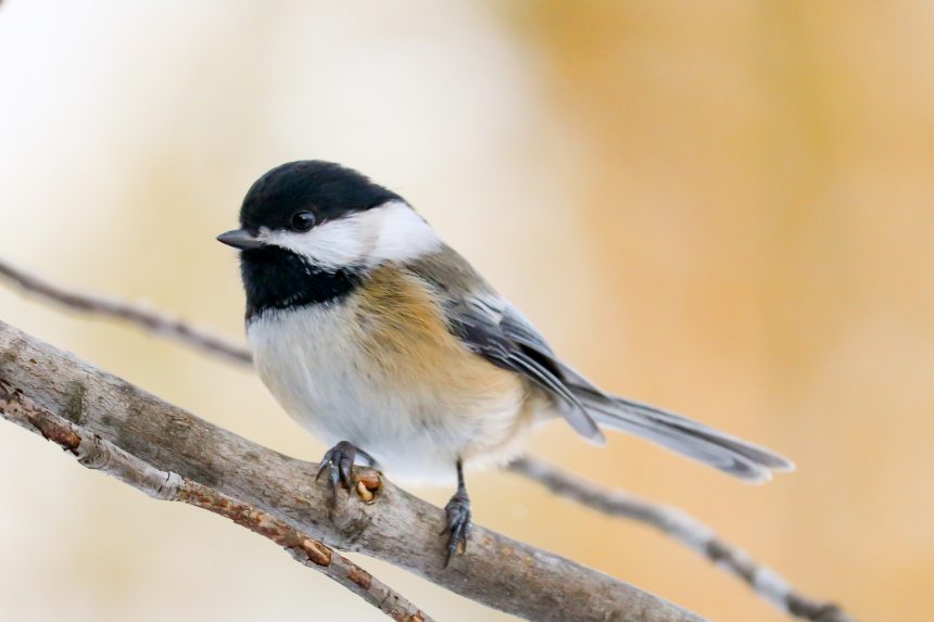 birds-black-capped-chickadee-maine-nature-1656164