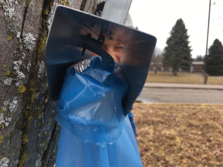 Maple sap drips into a bag at the Stillwater Middle School