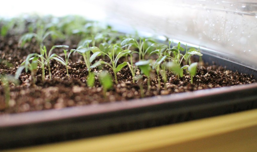 MayLee-seedstarting-IMG_1710