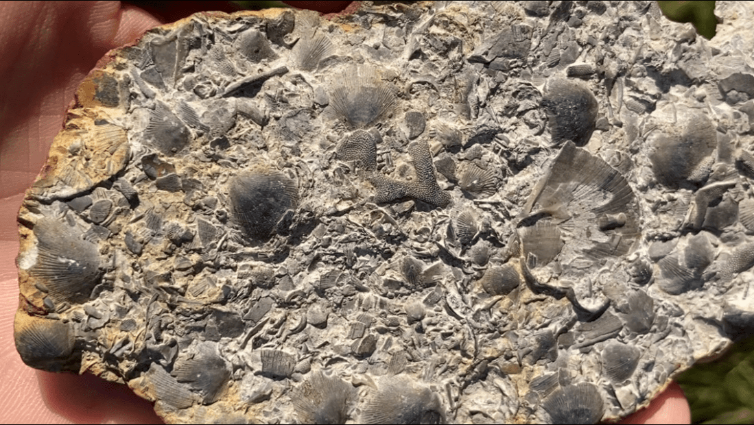 Fossils in limestone from Lilydale brickyards