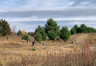 Volunteers work to restore natural habitat within the Jackson Meadow trail system. Photo from Jackson Meadow.