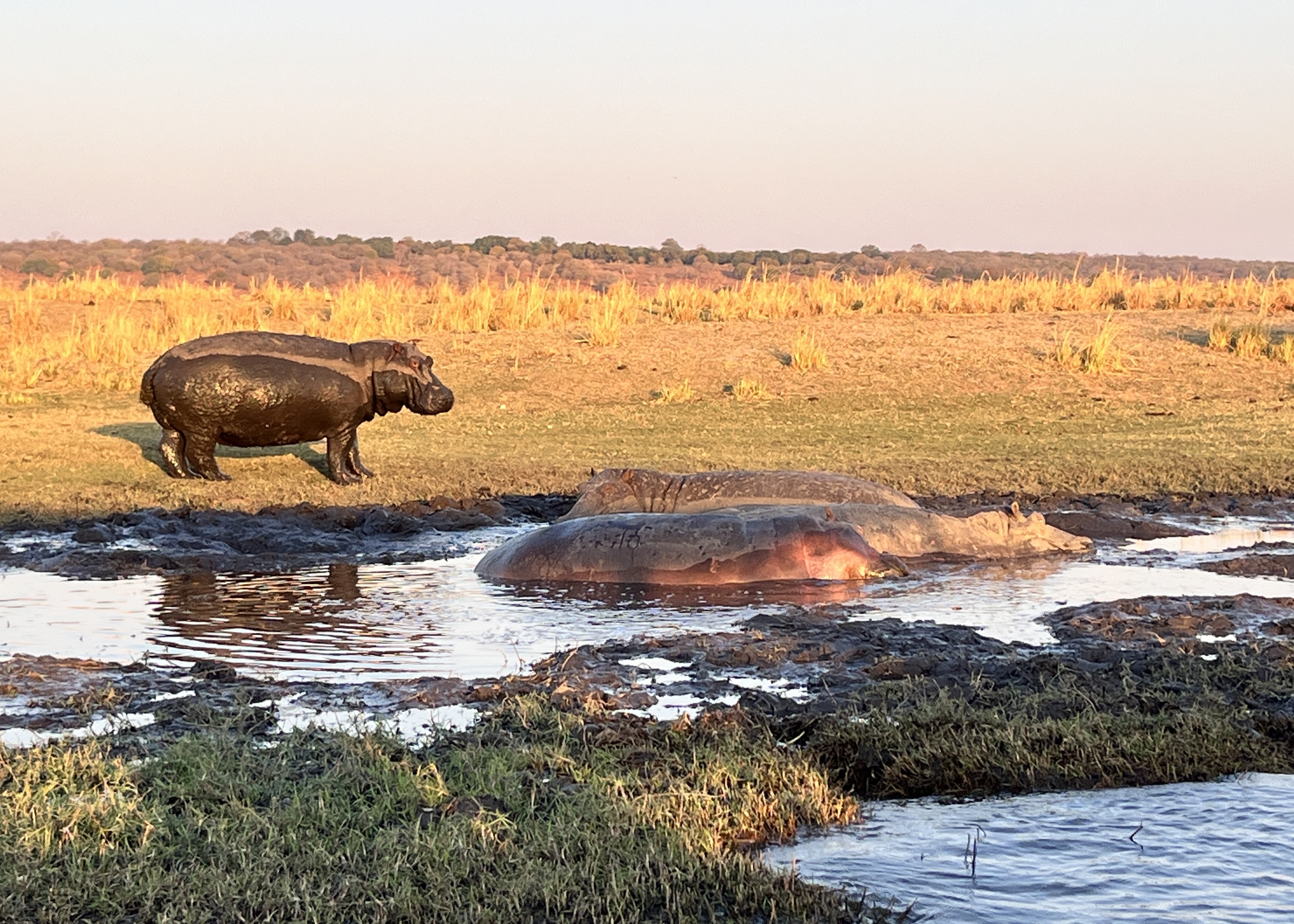 In the land of the laughing hippos – East Metro Water