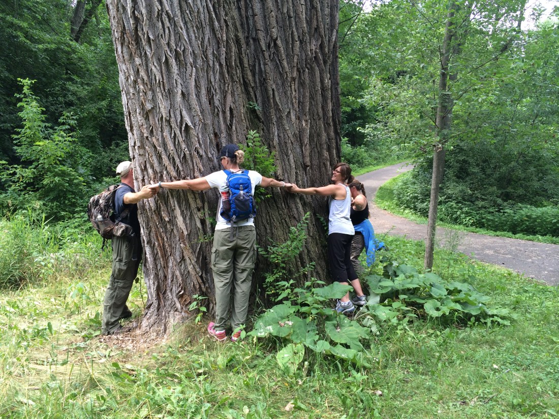 Three people stand with their arms around a very large tree
