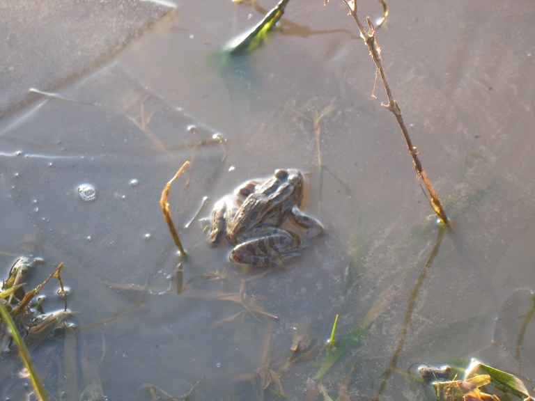 Photo inspiration: Picture Idea: Finding Frozen Frogs
