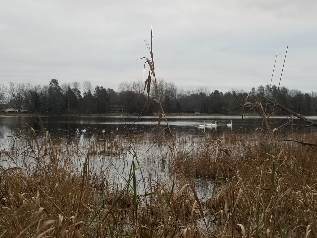 a lake and swans with reeds in fall