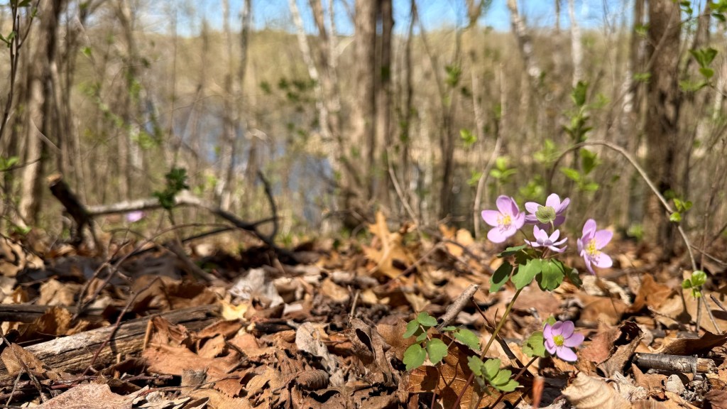 Rue anenome in the woods above a lake
